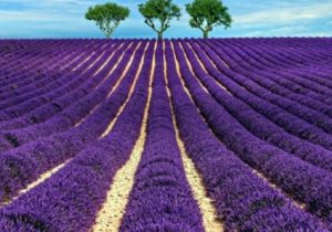 Antalya Salda Lake and Lavender Gardens Tour