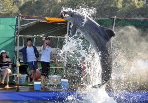 Marmaris Dolphin Show
