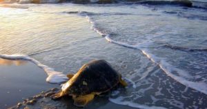 Icmeler Dalyan by Boat