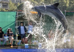 Icmeler Dolphin Show