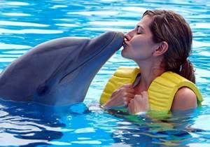 Swim With Dolphins In Icmeler