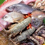 Fish and Seafood in Marmaris