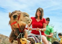 Cappadocia Camel Ride